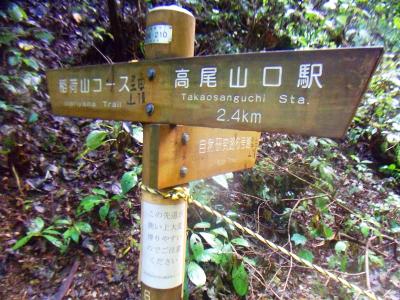 今回は6号路が通行止めになっていたため、ここから稲荷山コースを行く