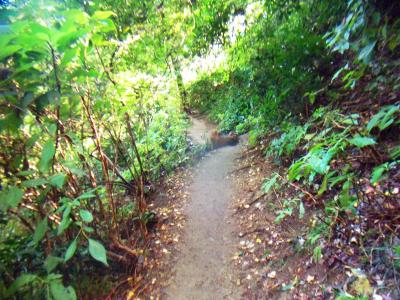 沢筋が終わって普通の登山道になった
