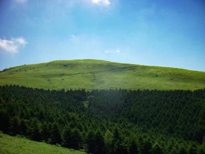 緑と青空がいい感じやね