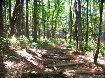 少しなだらかな林道が続きます。涼しい～