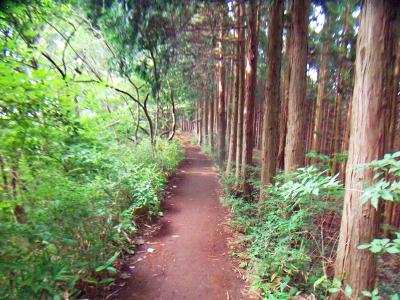 今回の縦走路は本当になだらかな道が続いて歩いていて気持ちいいところばかりだ