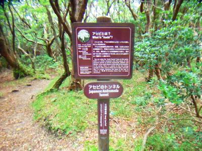 アセビのトンネル。ここからしばらく樹林のトンネルみたいなところを進む