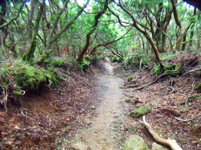 まさに樹林のトンネルって感じのところを歩いていく