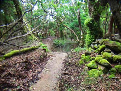 こういう苔地帯と自然林のところがたくさんあればいいのに