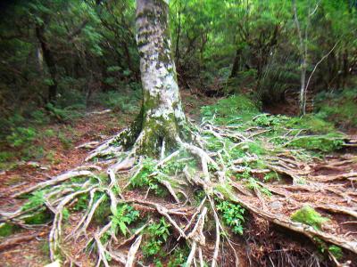 写真ではわかりにくいけど、これすごい根っこだった