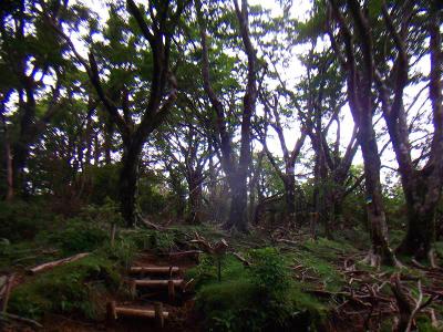 また面白くない登山道の登りになってきた