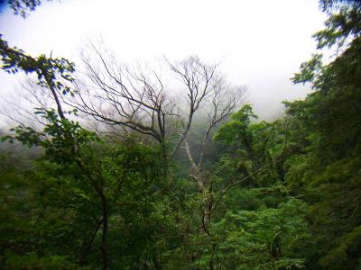 結構ガスってきた。最初のうちにガスってくれていればもう少し良かったんだけどね