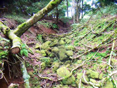 この山はこういう景色が多い