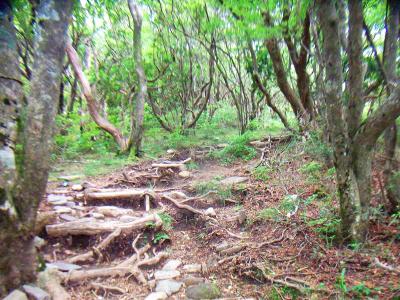 しかし、何の面白みのない登山道だ