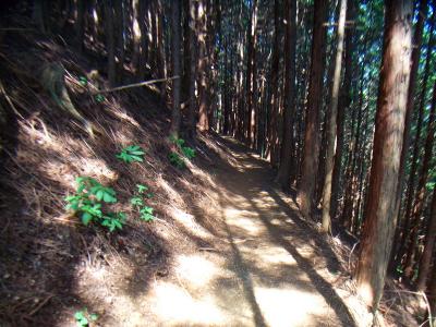 ここから下山していくけど、本当になだらかで気持ちの良い登山道が続く