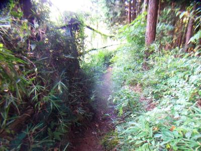 下りきったところで踏み跡はあるものの、なんか草がボーボーに生えていて歩きにくかった