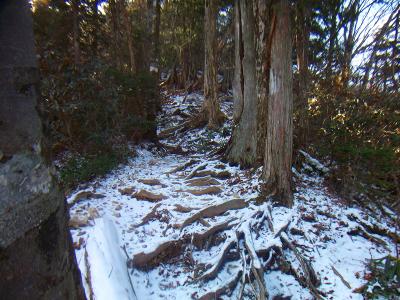 急登の尾根が続く。時間的なこともあるので奥駈道に出るまではハイペースで登ったら息切れした