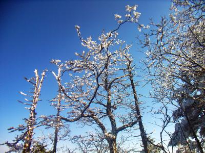 霧氷ではないけど木の枝に雪がついてる。これは上に登れば霧氷が期待できそう