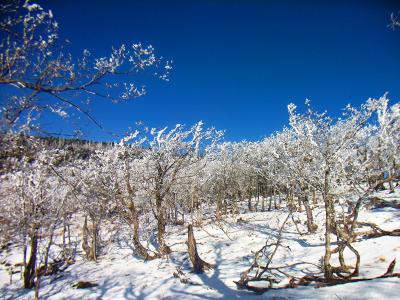 下山時は反対側から霧氷を撮影してみる。せっかくの青空だけど撮影が難しい。あとは雪の量ももう少しあればいいんだけどね