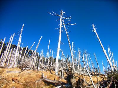 大峰っぽい枯れ木が立ち並ぶ。もっと雪がかぶっていればさらにグッドだけど、これでも実際みた感じは良かった