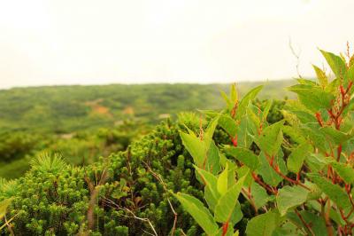 高山によくある植物やね。名前なんていうんだろう！？興味がないから調べもしていない