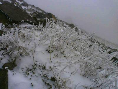 霧氷というよりかは植物に雪がついてるだけといった感じだろうか