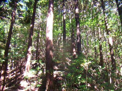 しばらく樹林帯の中を登っていく