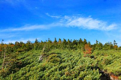青とグリーンが美しい。本白根山はこういう木が多いね