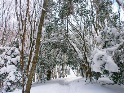 まさに霧氷というか雪のトンネルだね