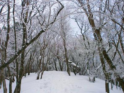 まさに霧氷のトンネル
