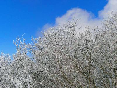 これほど霧氷があって青空と白が美しい 
