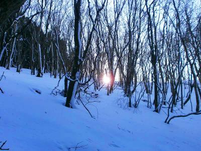 日が沈んできて木の下のほうに見えるのは珍しい景色かも