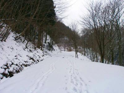 この林道めっちゃ長い！！