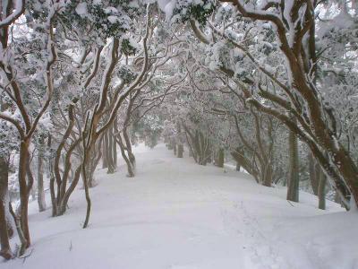 まさに霧氷のトンネル