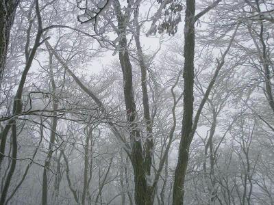 霧氷がすごいけど、これで青空だったら最高なのになぁ