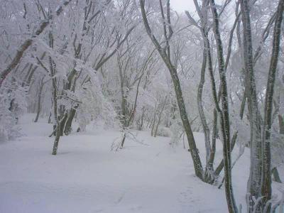 雪の量が増えてきた。霧氷もすごいけど風が強くなってきた