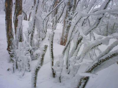 えびの尻尾がすごい。ということは風もそれだけ強いことが多いってことなんかな