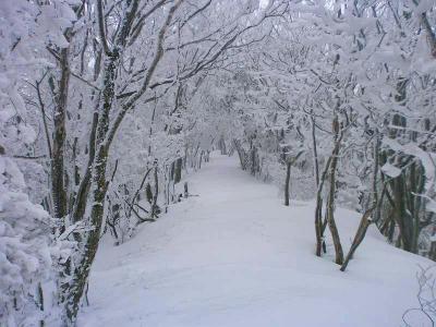 この霧氷のトンネルは素晴らしい。これこそ高見山って感じだろう