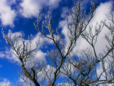 反対を向くと青と白のコラボ！霧氷というより凍ってる感じもするけどね