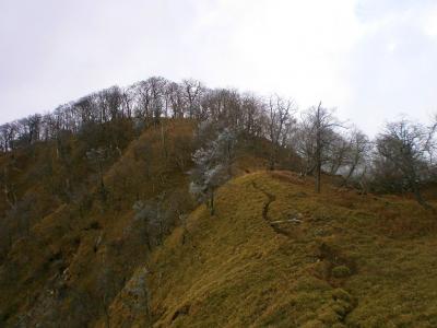 いい感じの尾根道で丹沢っぽい気もする。しかし、また曇ってきたな