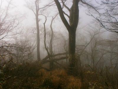 ガスが嫌なわけではなくて、こういう雰囲気だったらいいんだけどね。これで巨木とかあったら最高だった