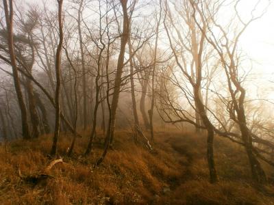 夕焼け色になってきた。ガスと樹林も若干オレンジ！？