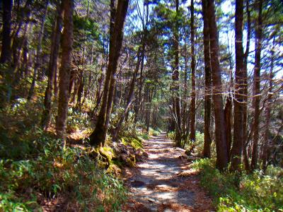 まずはなだらかな道が続く