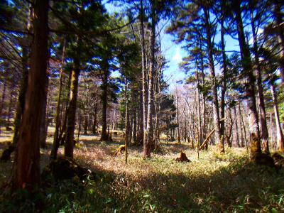 大台ヶ原の自然林。昔は苔地帯とかこういうのが全域に残っていたんやね