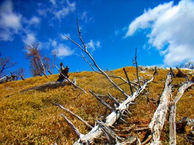 倒木がすごい多いところだな