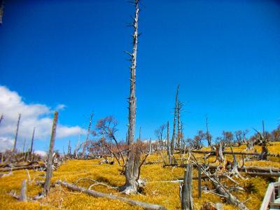 完全に倒木と樹林がなくなってるんだね。それにしても緑と青が素晴らしい