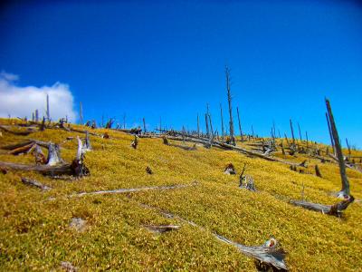 この青と緑がまた絵になったりする。今回はここも見所の一つになってる