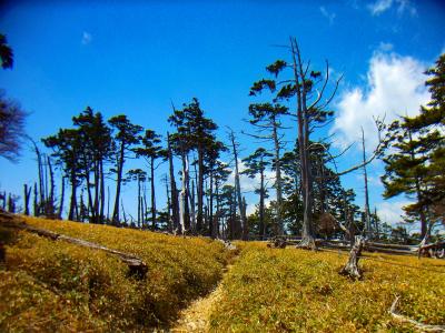 ピークから下って再びなだらかな道となる