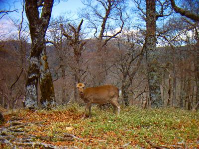 鹿が近くに見えた。この辺の鹿は逃げていかないんだね
