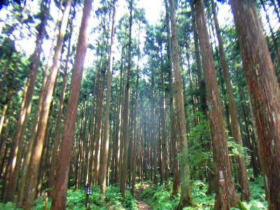 しばらく植林帯の道を歩いていく