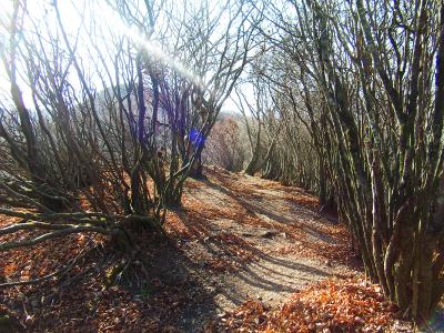 ちょっとした樹林帯を抜けていくと・・・