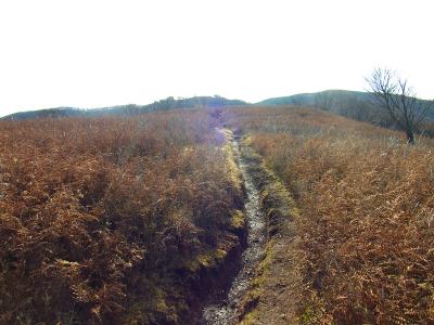 鈴北岳まではこういう開けた道が続く。歩いていて気持ちが良い