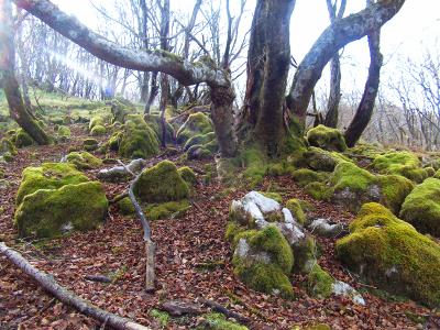 御池岳への登りにはちょこっとした苔地帯もあった