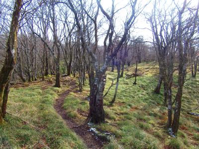 御池岳まではこういった樹林帯の中を通る。まあ冬なので葉はなかったけど。あと雪もちらほらあった