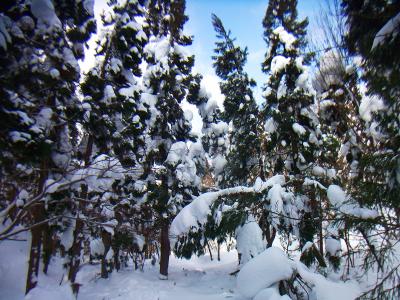 もう少し雪が多かったらこれらはモンスターになっていたけど、比良にそこまでの雪の量は期待できないね